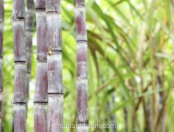 Kementan Siapkan 5,9 Miliar Benih Tebu untuk Pacu Swasembada Gula 2026