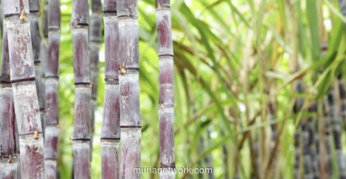 Kementan Siapkan 5,9 Miliar Benih Tebu untuk Pacu Swasembada Gula 2026