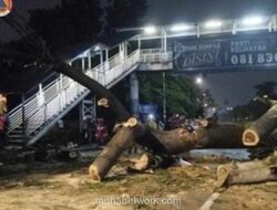 Pohon Tumbang Tewaskan Pengendara Motor di Jagakarsa Akibat Hujan Deras