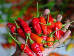 Satgas Saber Pangan Temukan Cabai Rawit dan Minyak Goreng Masih di Atas HET