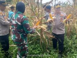 Polres Bogor Panen 10 Ton Jagung, Targetkan 500 Ton untuk Bulog