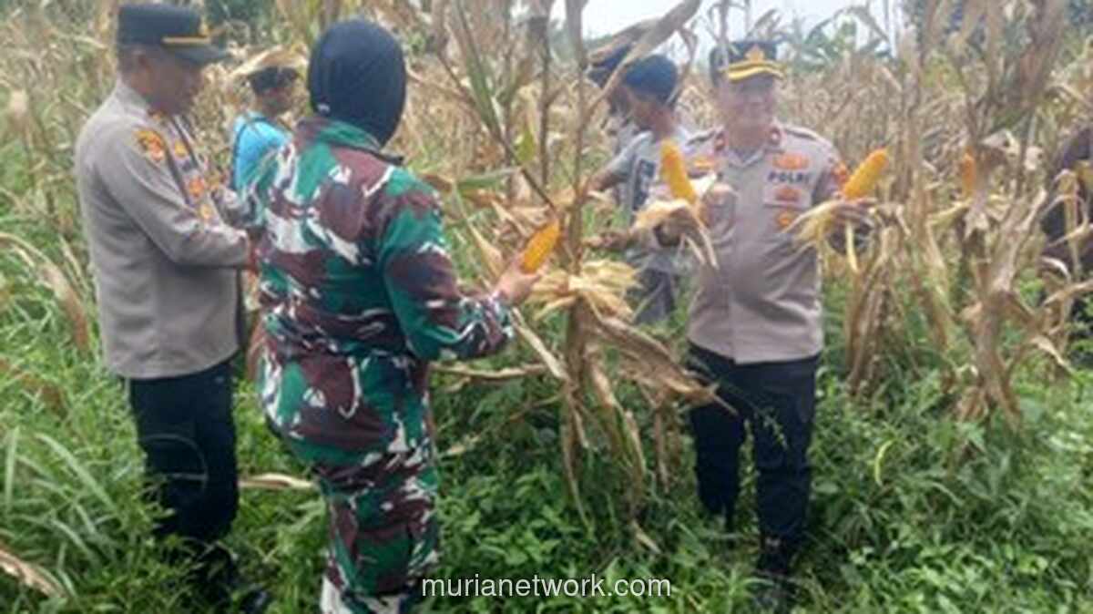 Polres Bogor Panen 10 Ton Jagung, Targetkan 500 Ton untuk Bulog