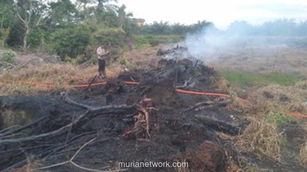 Polisi Tangkap Pria di Rokan Hilir Diduga Bakar Lahan untuk Tanam Sawit
