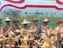 Polres Tapin Panen Perdana Jagung dari Lahan Tidur Milik Polri
