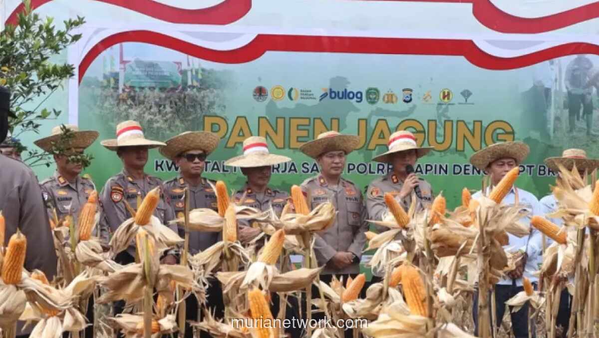 Polres Tapin Panen Perdana Jagung dari Lahan Tidur Milik Polri