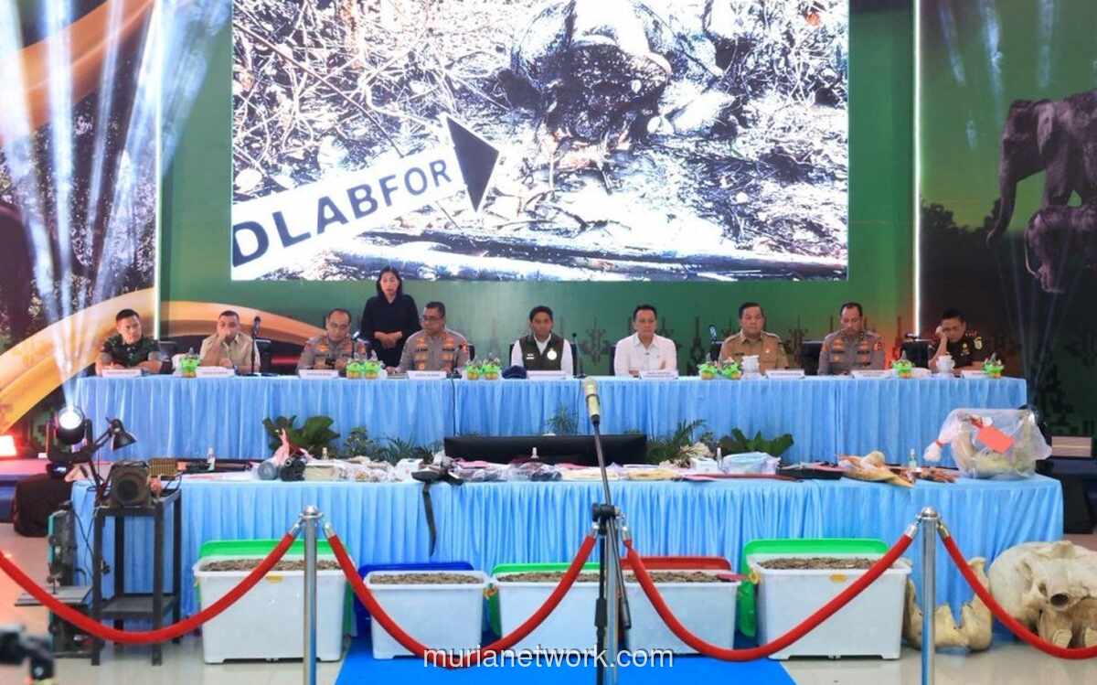 Polisi Bongkar Jaringan Perburuan Liar Gajah Sumatera di Riau, 15 Orang Diamankan