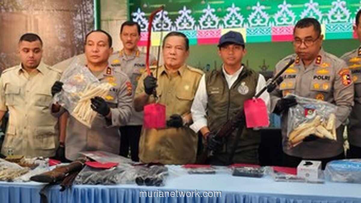 Polisi Bongkar Jaringan Perburuan Liar Gajah Sumatera di Pelalawan, 15 Tersangka Diamankan