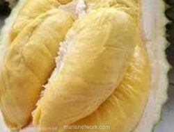 Durian Asia Tenggara: Dari Musang King hingga Petruk, Ragam Raja Buah yang Mendunia