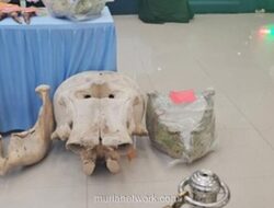 Polisi Ungkap Jaringan Perburuan Gajah Sumatera di Riau, 15 Tersangka Diamankan