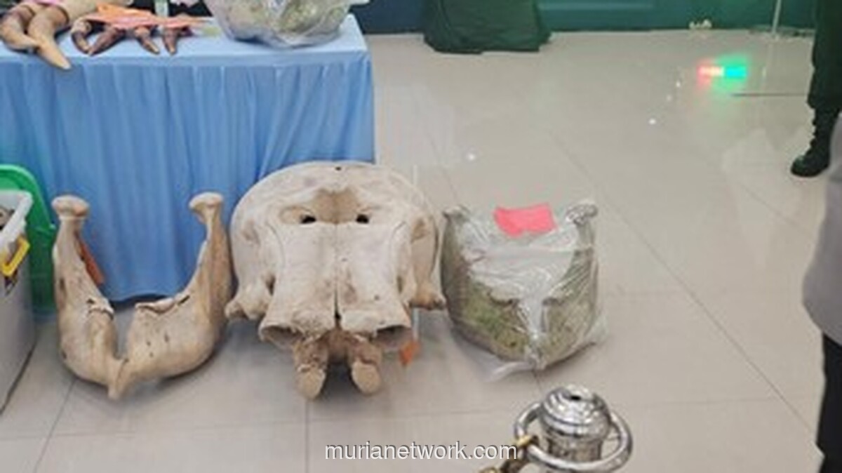 Polisi Ungkap Jaringan Perburuan Gajah Sumatera di Riau, 15 Tersangka Diamankan