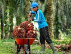 Salim Ivomas (SIMP) Catat Laba Bersih Rp2,07 Triliun, Tumbuh 33% di 2025