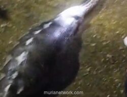 Ular Piton 8 Meter Telan Kambing Hamil di Kendari