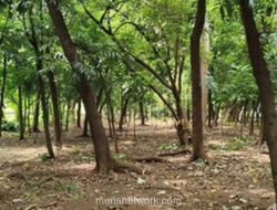 Taman Kota Cawang Ditutup dan Celah Pagar Ditonjok Beton Usai Diduga Jadi Lokasi Aktivitas Asusila