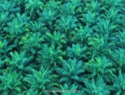 Laba Bersih Triputra Agro Persada Melonjak 19% Jadi Rp3,84 Triliun di 2025