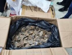 Bea Cukai Gagalkan Penyelundupan Sisik Trenggiling Senilai Rp183 Miliar di Tanjung Priok