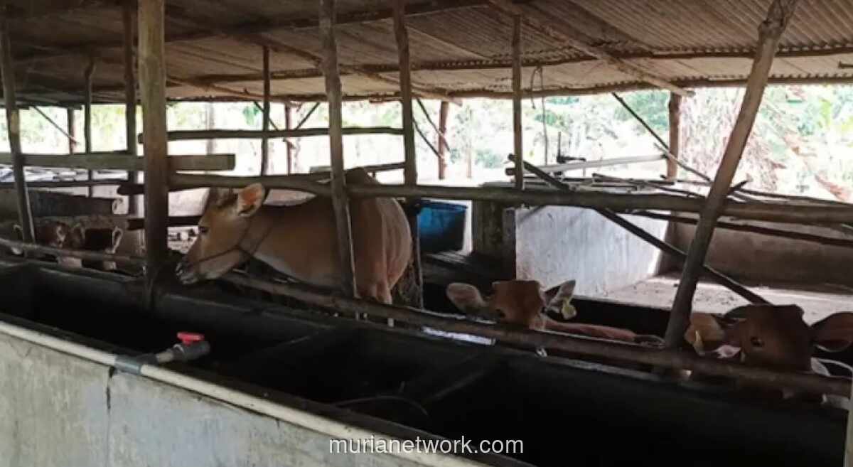 Bangka Belitung Pastikan Ternak Sehat dan Stok Aman Jelang Idulfitri