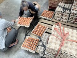 Harga Telur Ayam di Jabar Turun Usai Kesepakatan Produsen dan Distributor