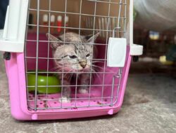 KAI Logistik Catat Lonjakan 57% Pengiriman Hewan Peliharaan Saat Mudik Lebaran