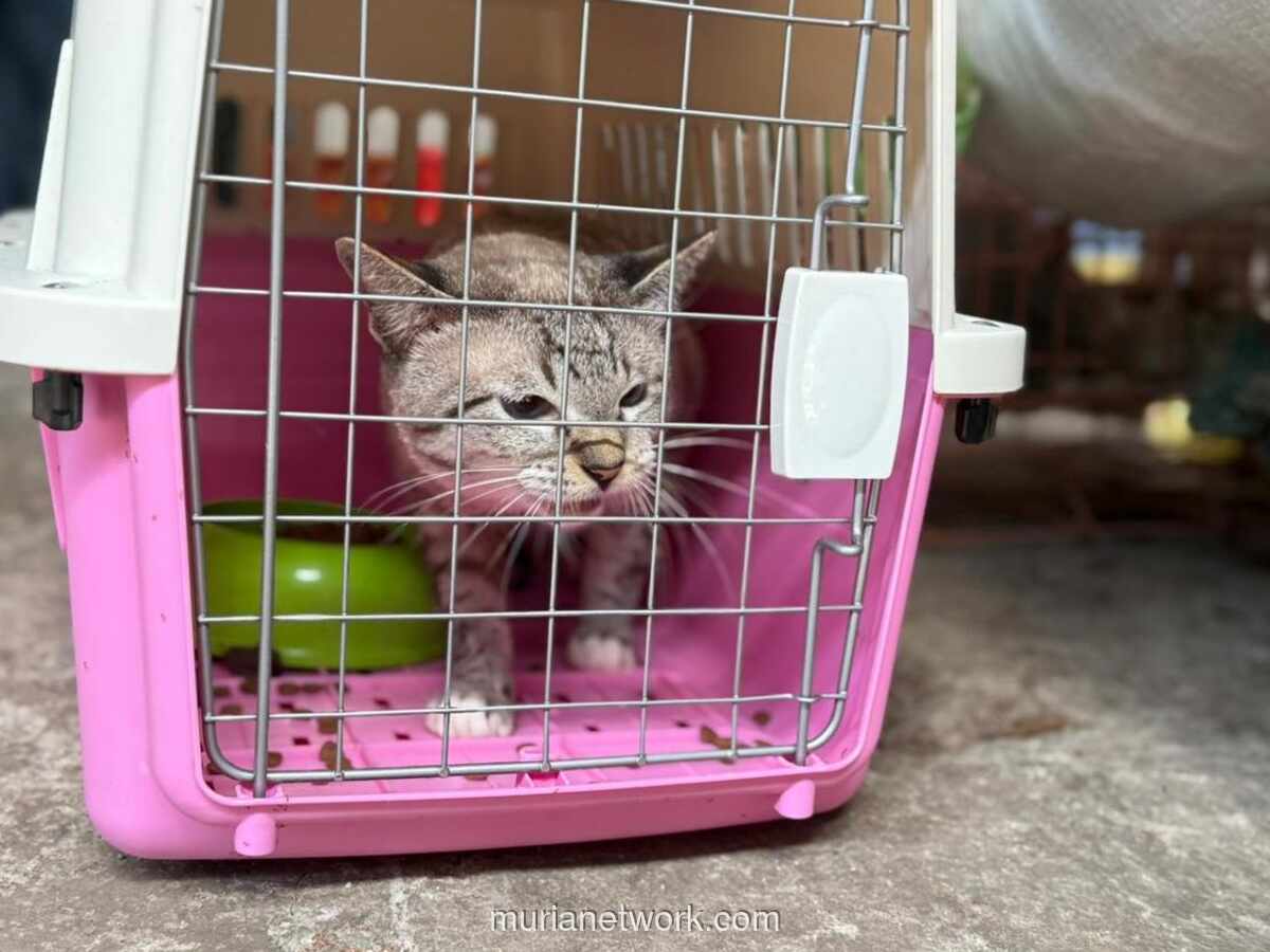 KAI Logistik Catat Lonjakan 57% Pengiriman Hewan Peliharaan Saat Mudik Lebaran