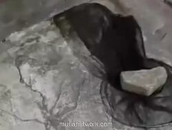 Warga Tangerang Laporkan Penganiayaan ke Polisi Usai Kucing Peliharaan Dijaring dan Diancam Dibuang ke Penangkaran Buaya