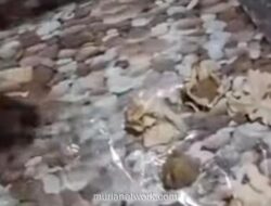 Siomay Program Makan Bergizi Gratis di Nganjuk Viral karena Keras Seperti Batu