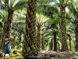 Ekspor Minyak Sawit Indonesia 2025: Volume Naik 9,5%, Nilai Melonjak 29,2%