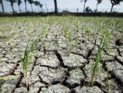 Bapanas Perkuat Cadangan Pangan Antisipasi Godzilla El Nino 2026