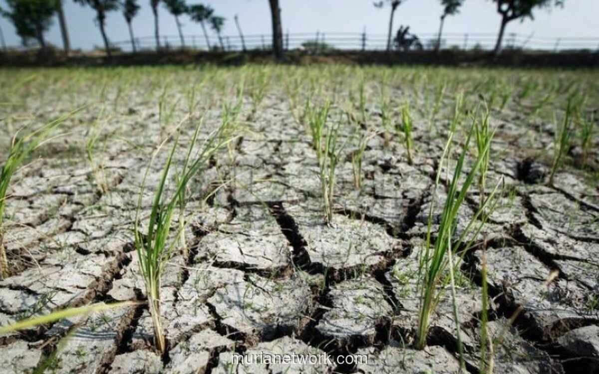 Bapanas Perkuat Cadangan Pangan Antisipasi Godzilla El Nino 2026