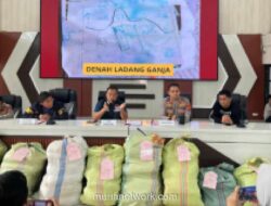 Polisi Bongkar Ladang Ganja 20 Hektar di Sumsel, Bandar Ditangkap dan 220 Kg Ganja Disita