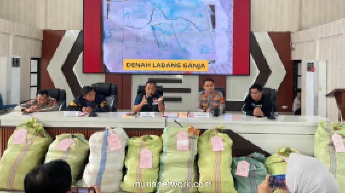 Polisi Bongkar Ladang Ganja 20 Hektar di Sumsel, Bandar Ditangkap dan 220 Kg Ganja Disita