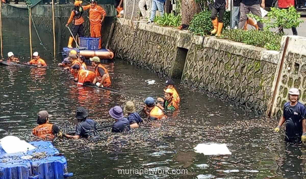 Operasi Gabungan Angkut 7 Ton Ikan Sapu-sapu dari Perairan Jakarta