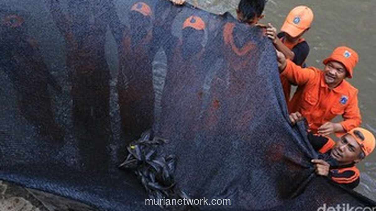 Pemprov DKI Kaji Usulan Susi Olah Ikan Sapu-sapu Jadi Pakan dan Pupuk