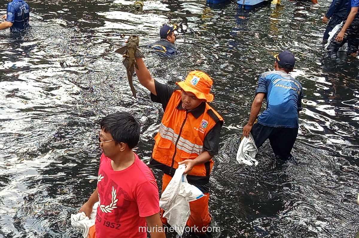 MUI Kritik Penguburan Hidup-Hidup Ikan Sapu-sapu oleh Pemprov DKI