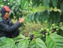 Kemenperin Dorong IKM Kopi Naik Kelas Lewat Sertifikasi Kompetensi Penyangraian