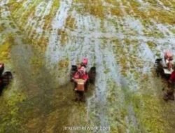 Banyuwangi Percepat Masa Tanam Padi Serentak Antisipasi Kemarau Panjang 2026