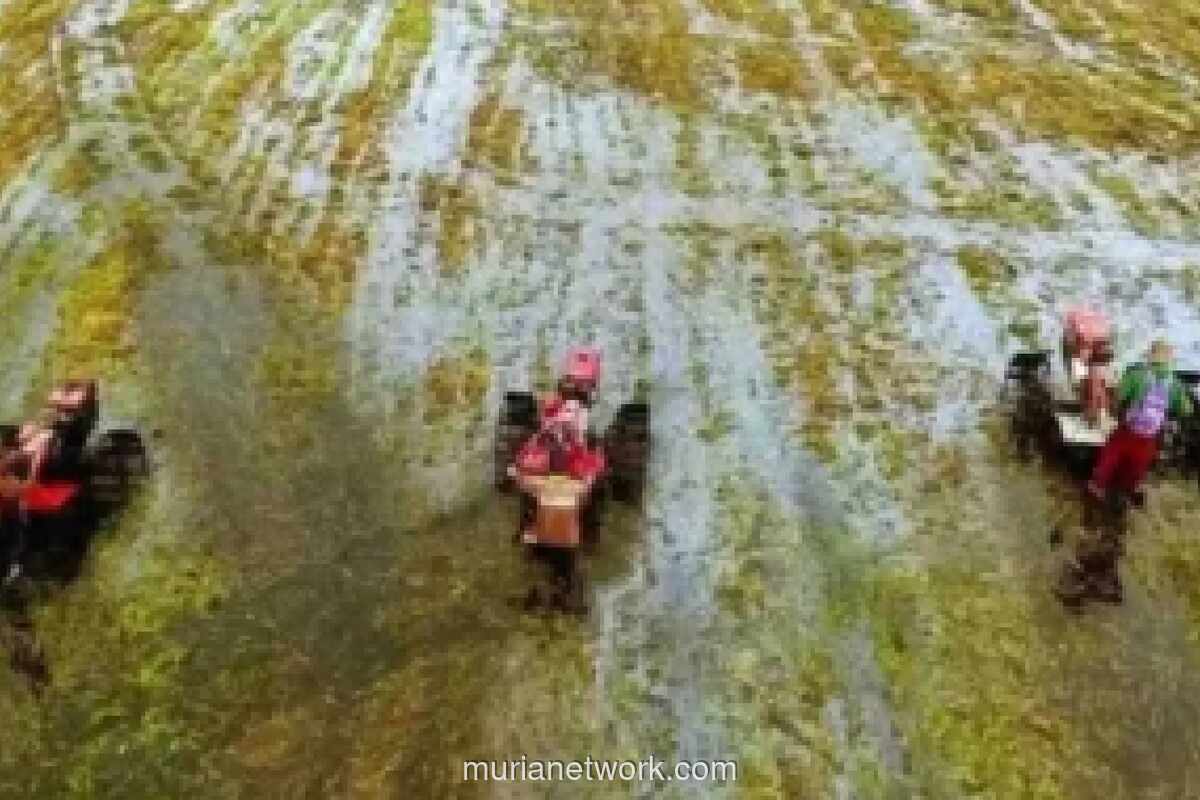 Banyuwangi Percepat Masa Tanam Padi Serentak Antisipasi Kemarau Panjang 2026