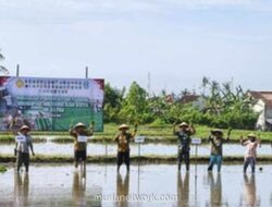 Banyuwangi Percepat Tanam Padi Antisipasi Kemarau Panjang 2026