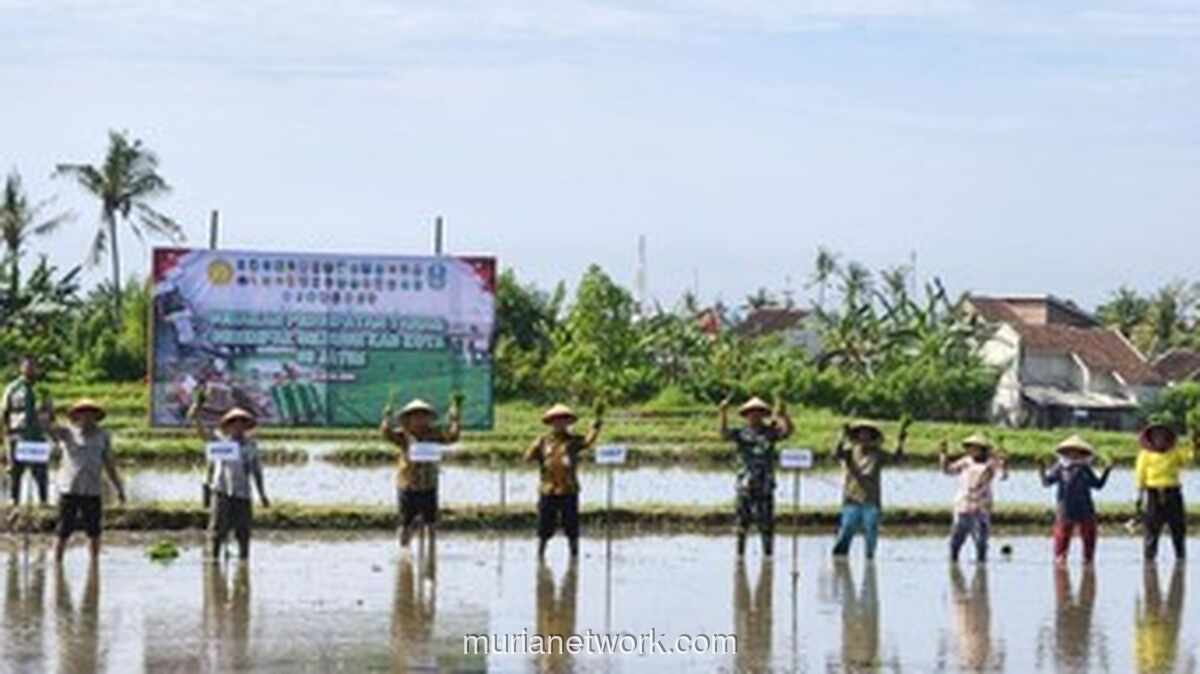 Banyuwangi Percepat Tanam Padi Antisipasi Kemarau Panjang 2026
