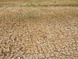 BMKG Prediksi El Nino Lemah hingga Moderat, Pemerintah Siapkan Antisipasi Kekeringan