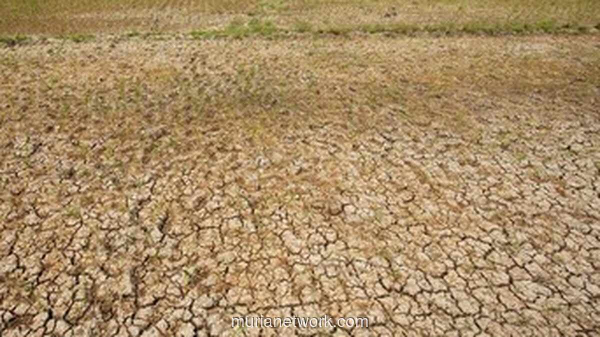 BMKG Prediksi El Nino Lemah hingga Moderat, Pemerintah Siapkan Antisipasi Kekeringan