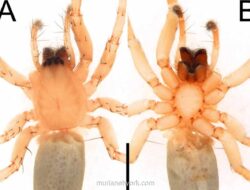 Peneliti Temukan Spesies Baru Laba-laba Hantu di Habitat Bambu Jawa