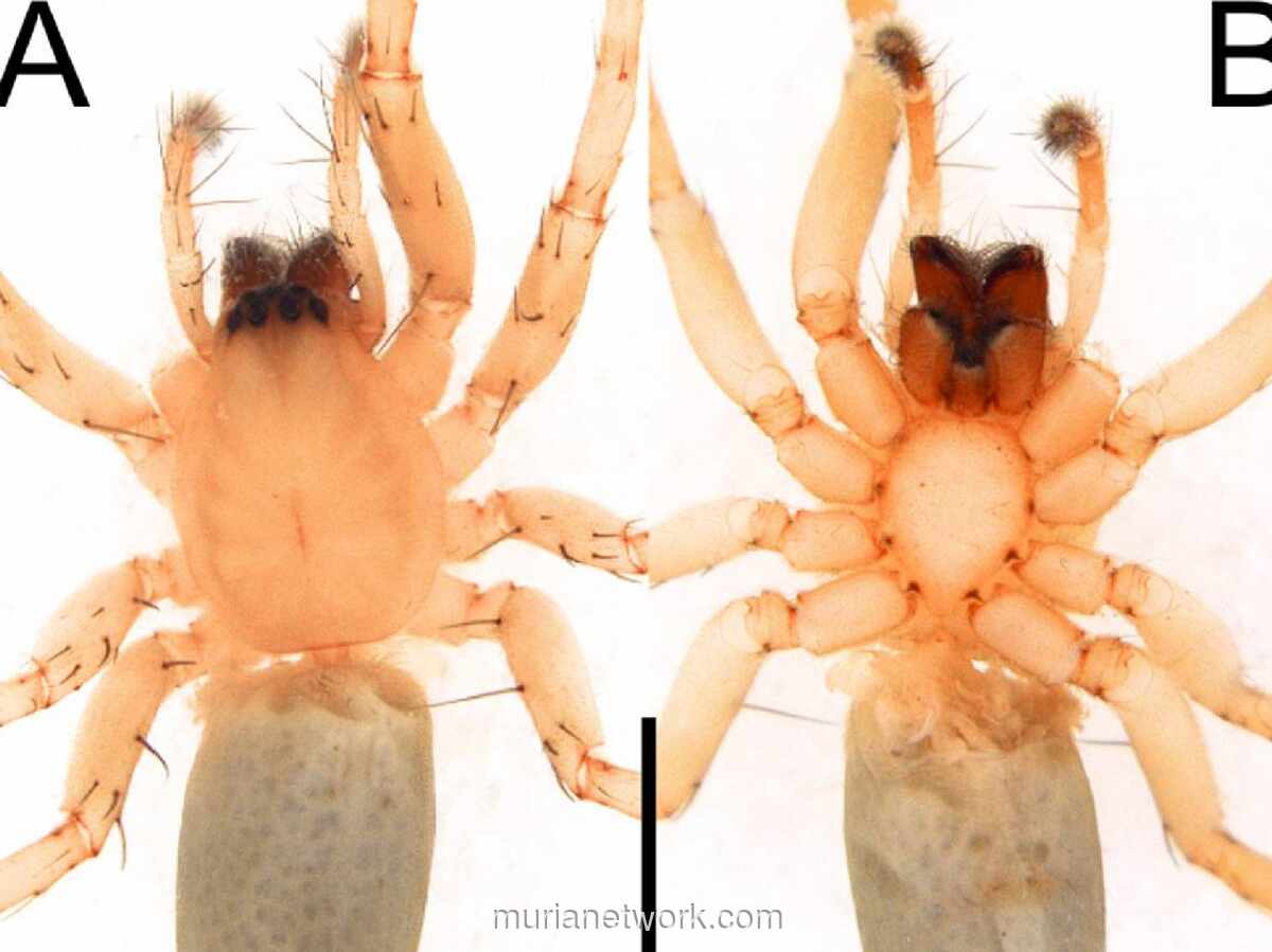 Peneliti Temukan Spesies Baru Laba-laba Hantu di Habitat Bambu Jawa