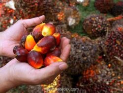 Harga Referensi Ekspor CPO Naik 5,5% Jadi USD989,63 per Ton