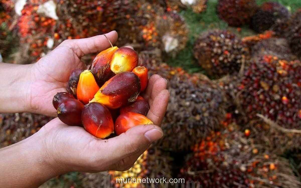 Harga Referensi Ekspor CPO Naik 5,5% Jadi USD989,63 per Ton