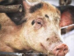 Perang Babi: Insiden Hewan Ternak yang Hampir Picu Konflik AS-Inggris