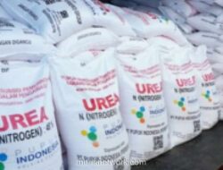 Australia Impor 250 Ribu Ton Urea dari Indonesia untuk Amankan Pasokan Pupuk