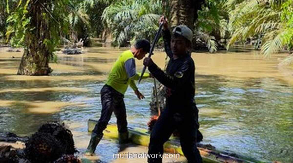 Petani Sawit Aceh Hadapi Kendala Akses Pascabanjir