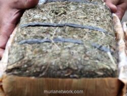 22 Biksu Sri Lanka Tertangkap Bawa 110 Kg Ganja dari Thailand