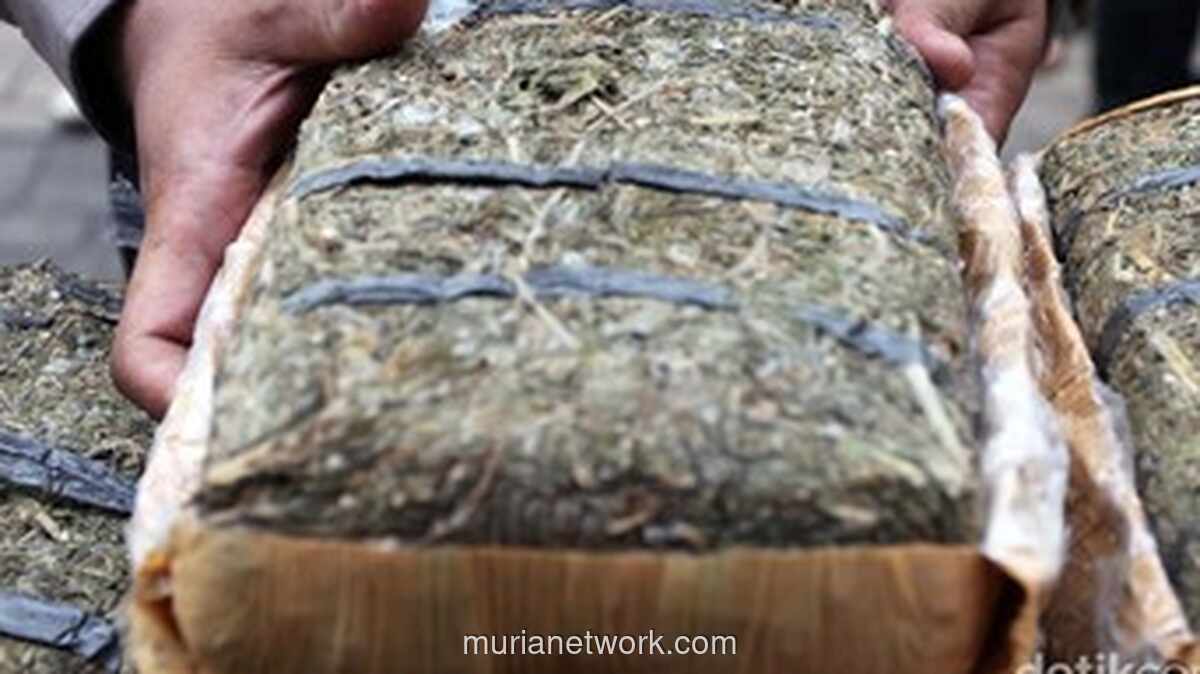 22 Biksu Sri Lanka Tertangkap Bawa 110 Kg Ganja dari Thailand