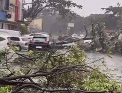 Cuaca Ekstrem dan Hujan Es Landa Bekasi, Sejumlah Pohon Tumbang Tutupi Jalan